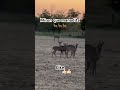 Miren la manadita que encontramos