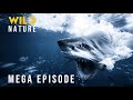 🔴 OCEAN BATTLEFIELD – The Ultimate Clash for Survival (Mega Episode) I Nature Animal Documentary