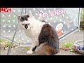 【6/7(日)朝LIVE】けいきち裏山散歩/羽無し扇風機レビュー/Good morning🐾朝からハッピー!みんなぁ集まれ〜、Have a peaceful day!