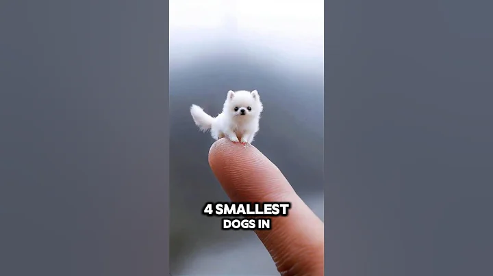 "Meet the 4 Smallest Dogs on Earth 🐶✨ (So Adorable!)" #dog #cat #animals #shorts #top4 #smalldog