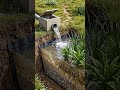 Los humedales artificiales permiten tratar aguas grises de forma natural