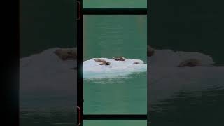 Wild Alaska