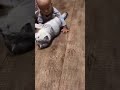 Cute baby  and kitten  funny comedy shorts