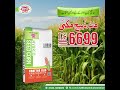  6699 ہائبرڈ مکئی کا بیج سائلج کے لیے بہترین انتخاب   