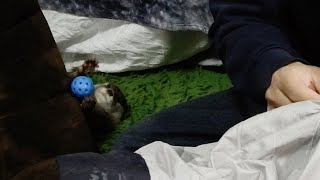 While I was repairing camping equipment ... [Otter life Day 217]【カワウソアティとにゃん先輩】