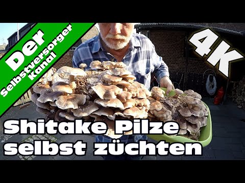 Video: Die Kunst, Pilze Zu Züchten