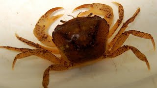 Yuyu masuk rumah 🦀🦀🦀🦀🦀🦀