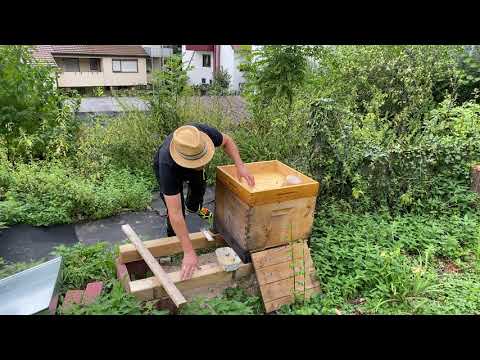 Wirtschaftsvölker mit Biozucker und Adam-Fütterer Dadant Einfüttern - Imkern mit Dadant