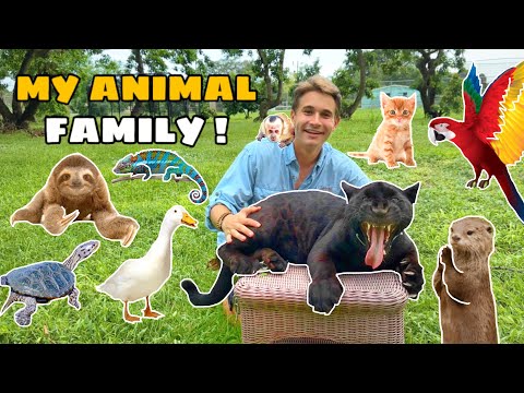 Video: Tour: animal and its image