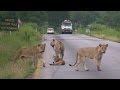 Pride of LIONS crossing the road - Mikumi National Park, Tanzania