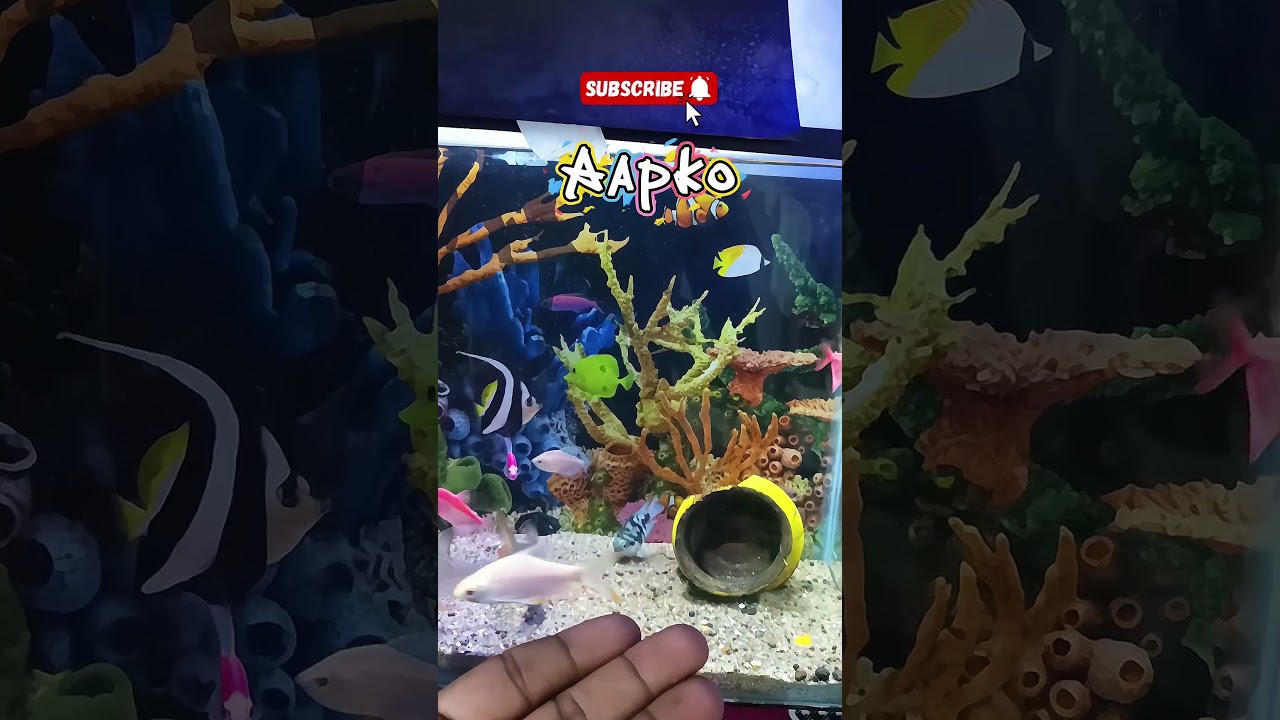 colour wido fish mr gyi 