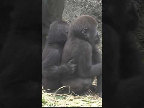 348#ゴリラ | D'jeeco Family 🦍 #shorts 【#金剛猩猩】 #2023Taipei Zoo 台北動物園