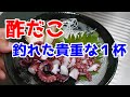 【酢だこ】木更津沖堤防で釣れた貴重な１杯で作る Make vinegared octopus