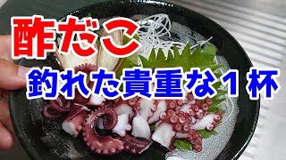 【酢だこ】木更津沖堤防で釣れた貴重な１杯で作る Make vinegared octopus