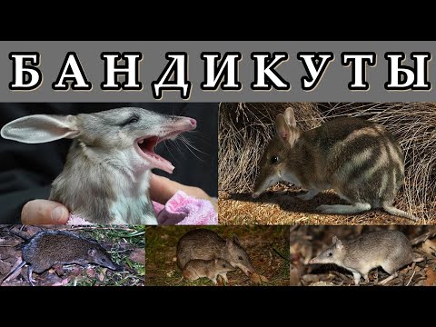 БАНДИКУТЫ - Сумчатые барсуки