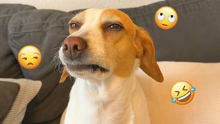 You Will Laugh Harder Than You Expect 🤣 FUNNIEST DOGS Video 2026 #162