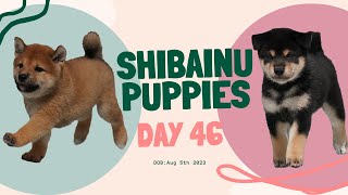 【柴犬】純市と玄香の子犬たち🐶🐶もうすぐ生後５０日 by SHIKOKU SUEHIROANー四国末廣庵ー 1,256 views 8 months ago 40 seconds