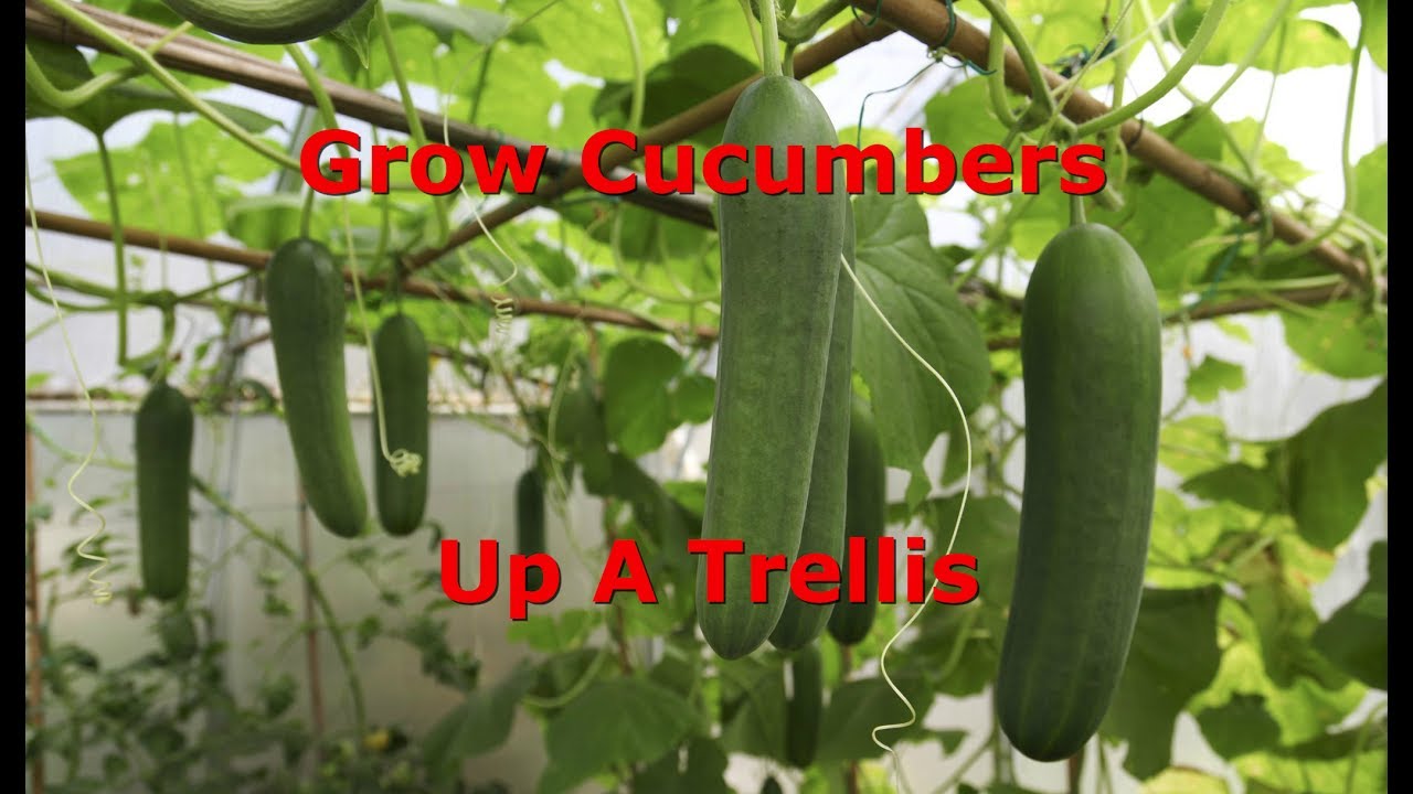 Do Cucumbers Have To Be Trellised?