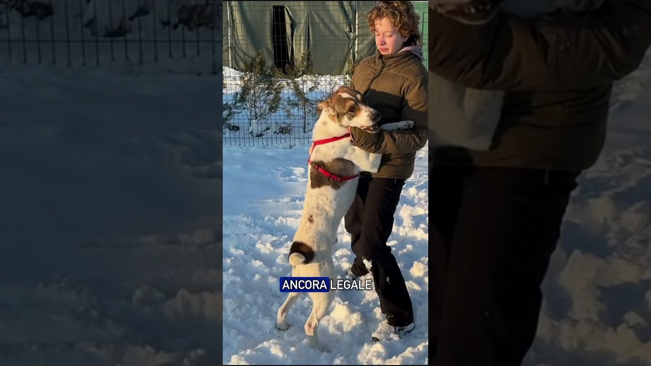 Zorro ha vissuto tutta la sua vita legato a una catena in un cortile