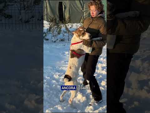 Zorro ha vissuto tutta la sua vita legato a una catena in un cortile
