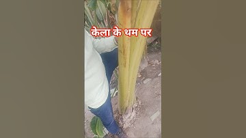 थम पर#bhojpuri #funny #dance #highlights @indrajeet kumar chauhan