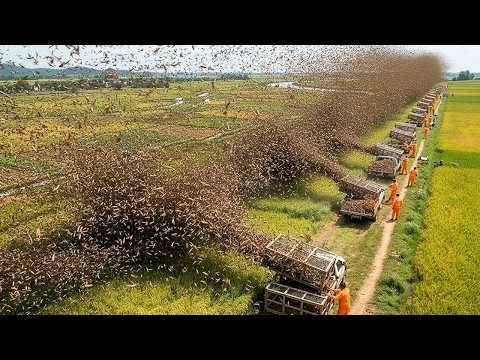 Terrifying Locust Disaster – China Turns It Into a Billion-Dollar Gold Mine?!