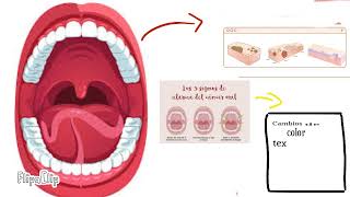 La importancia de la Biopsia en Odontología La importancia de la Biopsia en Odontología