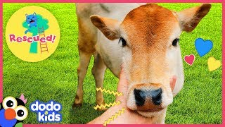 Baby Cow Is So Happy When Rescuers Help Her Mom! | Animal Videos For Kids | Dodo Kids