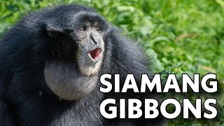 Surprising Facts About Siamang Gibbons