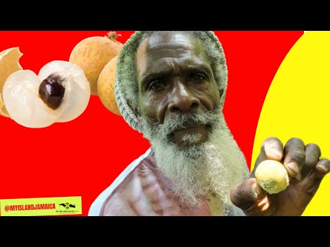 😲 Have You Seen THIS Fruit Before? The CHINESE GUINEP! #strangefruits #JamaicanFruits
