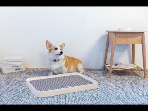 Puppy poop tray Clearance