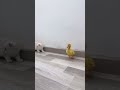 Cutest kittens and duckling moments #shorts #kittens #cats