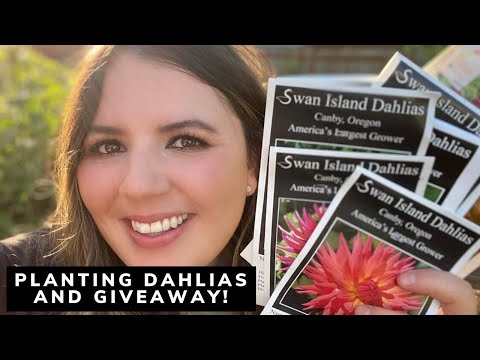 ? How To Plant Dahlias + GIVEAWAY ? // CC Home And Garden ?