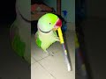 Bugu parrot 🦜| mithu ko to bas pen todni he | #parrotvideo #talkingparrot #shortvideo #buggu #cute