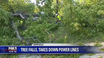 Tree falls, takes down power lines