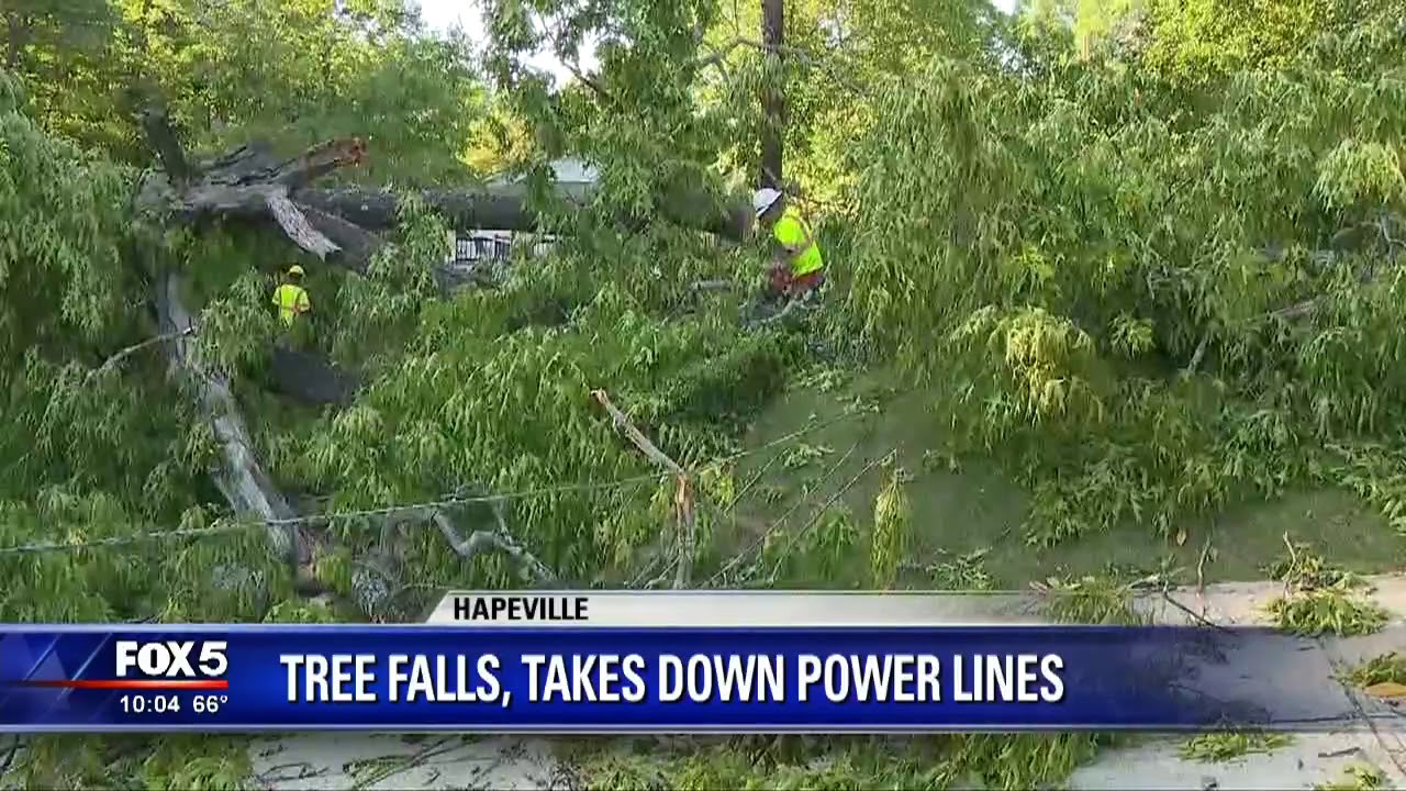 Tree falls, takes down power lines - YouTube