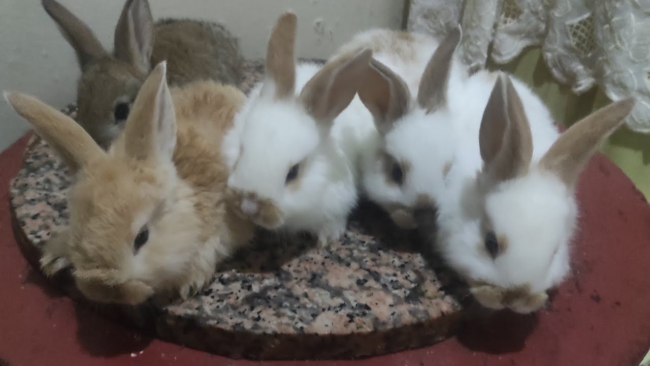 صغار الارانب 26 يوم