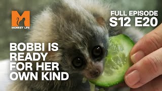 Baby Loris Bobbi's Last Hand Rearing | Season 12 Episode 20 | Full Episode | Monkey Life