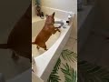 Dog Turns on Bathtub Faucet and Plays in the Water