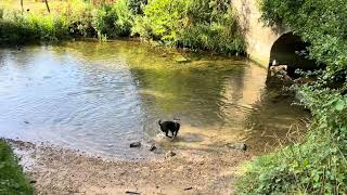 Brandy cooling off! 