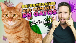 6 ENFERMEDADES MÁS COMUNES EN GATOS y cómo PREVENIRLAS | Parvovirus, herpesvirus, leucemia...