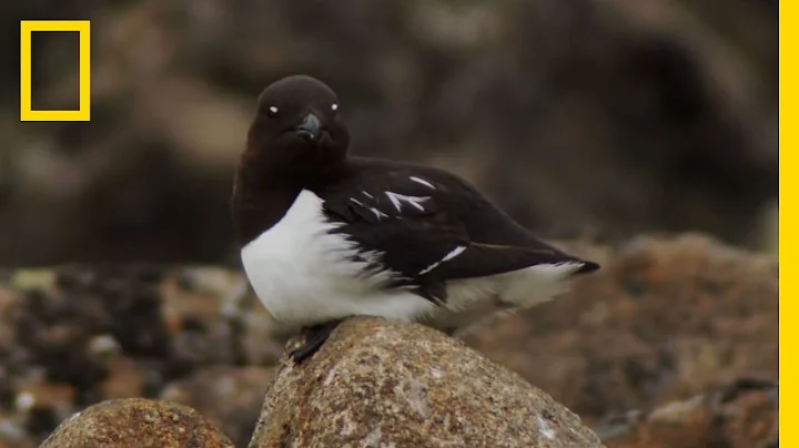 Big Trouble for Little Birds | National Geographic - DayDayNews