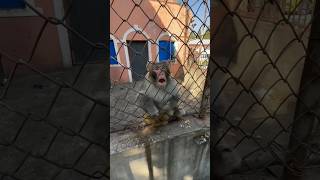 Cute Monkey Behind Bars Heart-Touching Zoo Moment