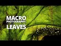 How to photograph leaves - Step-by-Step Macro Photography Tutorial
