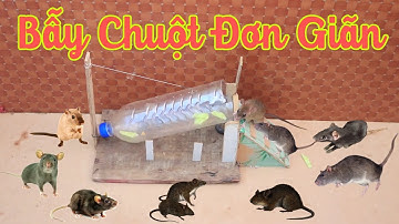 Bẫy chuột bằng chai nước suối đơn giản - Smart Trap