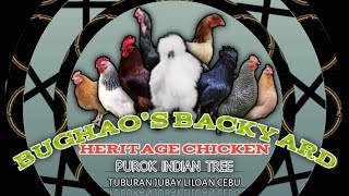 Heritage chicken and oriental chicken backyard farm