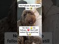 No likes..😞 No follows..💔. But I still waited like a good boy#worldcup #dogrescue #doglife
