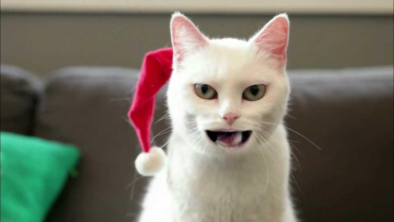 Коты говорящие по человечески. Кот говорит открой дверь. Коты говорящие по человечески. Видео говорящие коты. Говорящие коты.