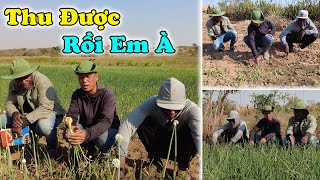 Download Lagu Hết Đói Rồi Anh Ơi ! Thành Quả Đến Liên Tục Với Người Dân Bản Mailip Khi Chuẩn Bị Thu Hoạch Hành !!! MP3 Download Lagu Hết Đói Rồi Anh Ơi ! Thành Quả Đến Liên Tục Với Người Dân Bản Mailip Khi Chuẩn Bị Thu Hoạch Hành !!! MP3