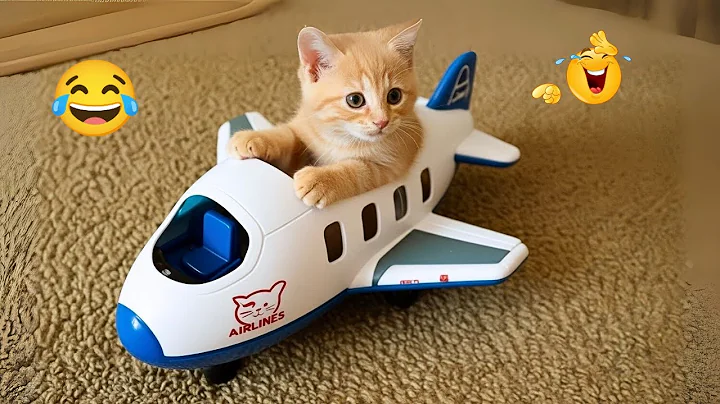 Video 10883381: cat pets funnycats dog, compilation cats pets, cat compilation funny pet, best funny cats compilation, funniest cats